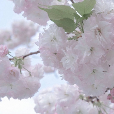 Furry兽设设计实用干货FurryQQ群